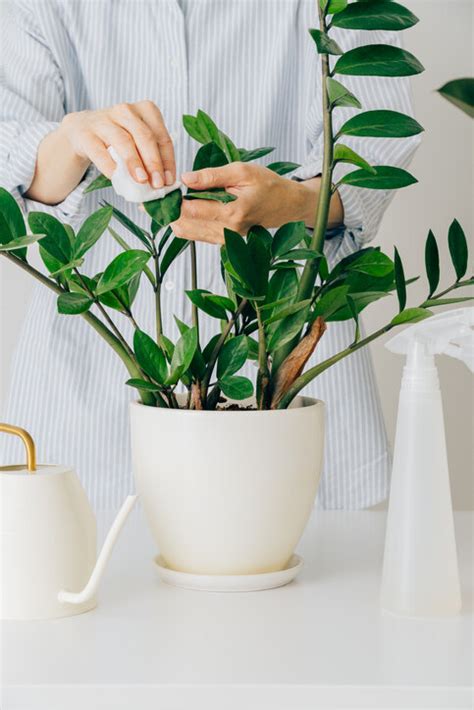 居家風水植物|風水植物｜不只富貴竹！7款招財/招桃花植物推介+不可不知風水 